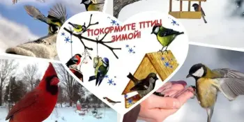 Покормите птиц зимой